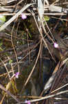 Eastern purple bladderwort